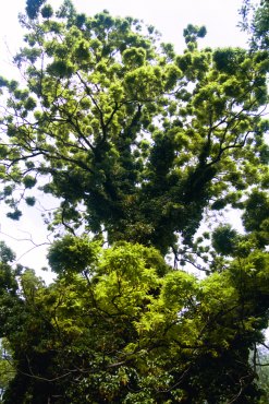 green tree